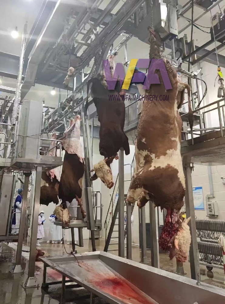 Butchery Equipment Cattle Bleeding Conveyor Turkey Slaughter