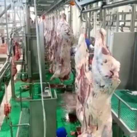 Cattle Carcass Processing Equipment For Abattoir Plant