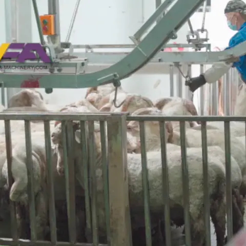 WFA SHEEP slaughtering line operation VIDEO