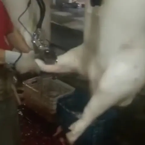 Pig Hooves Removed